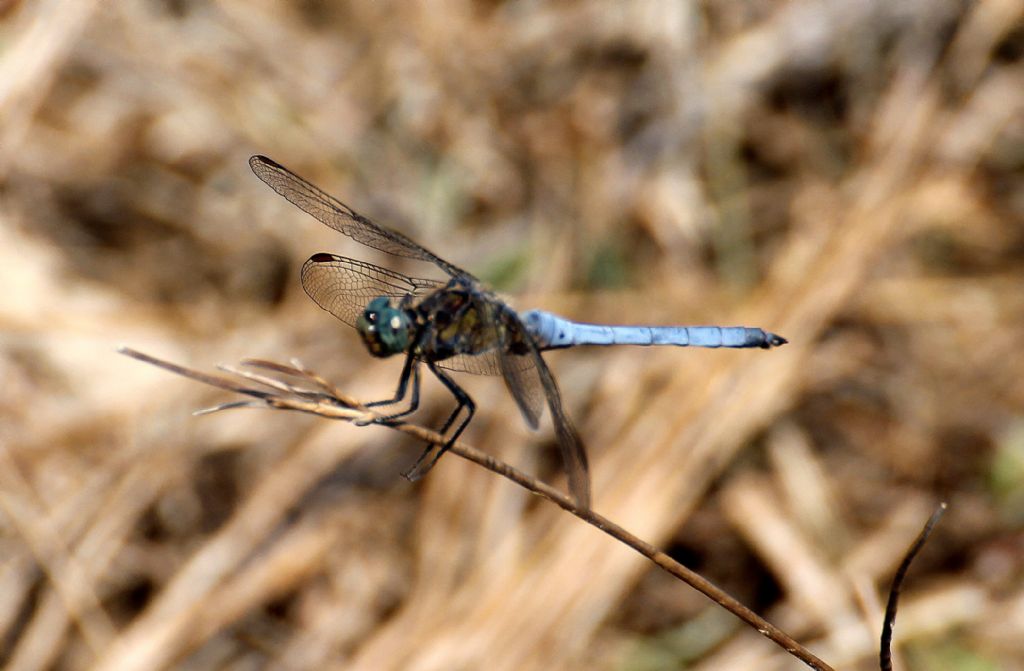 Orthetrum cancellatum?